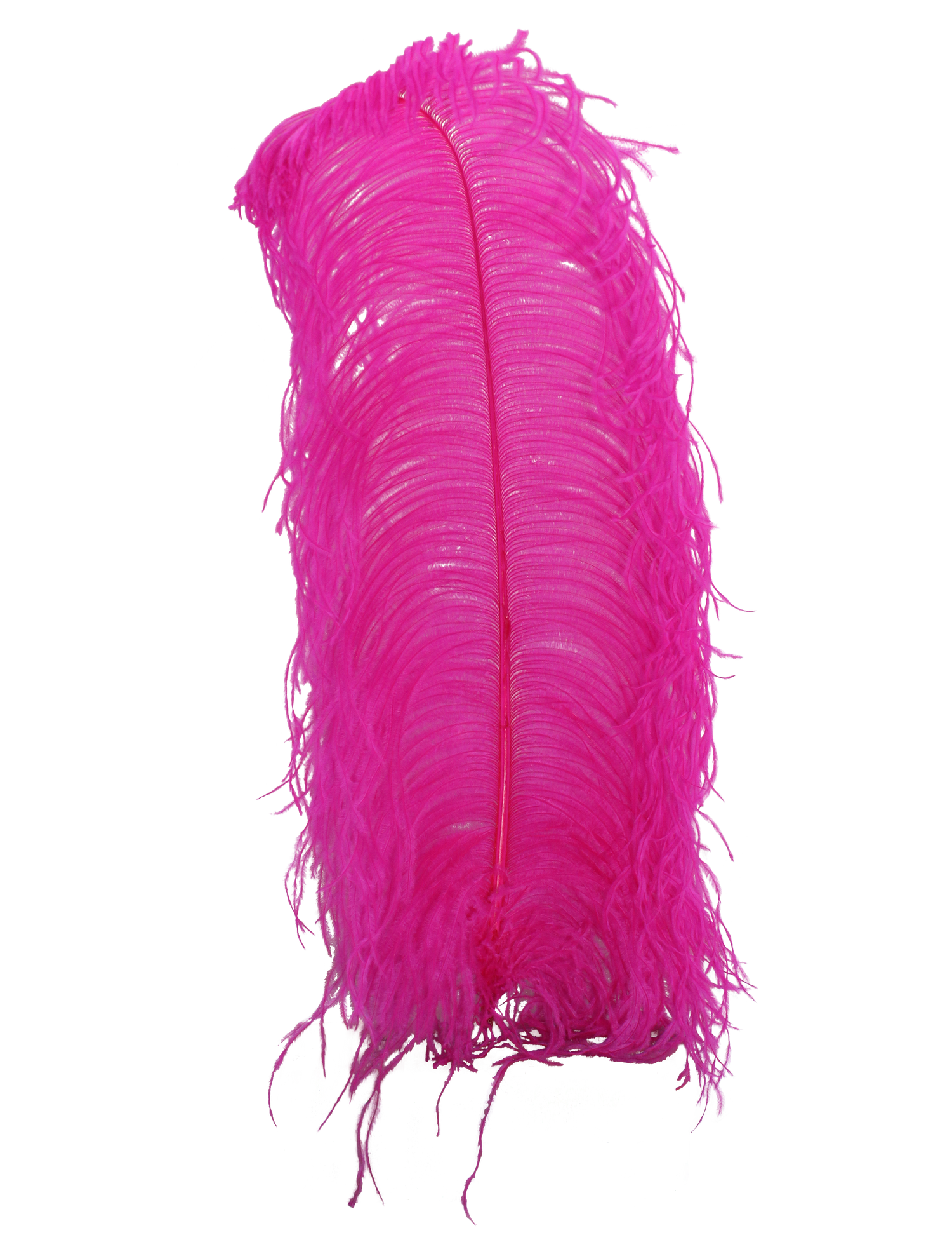 Wing Plumes 1st Quality 20”+