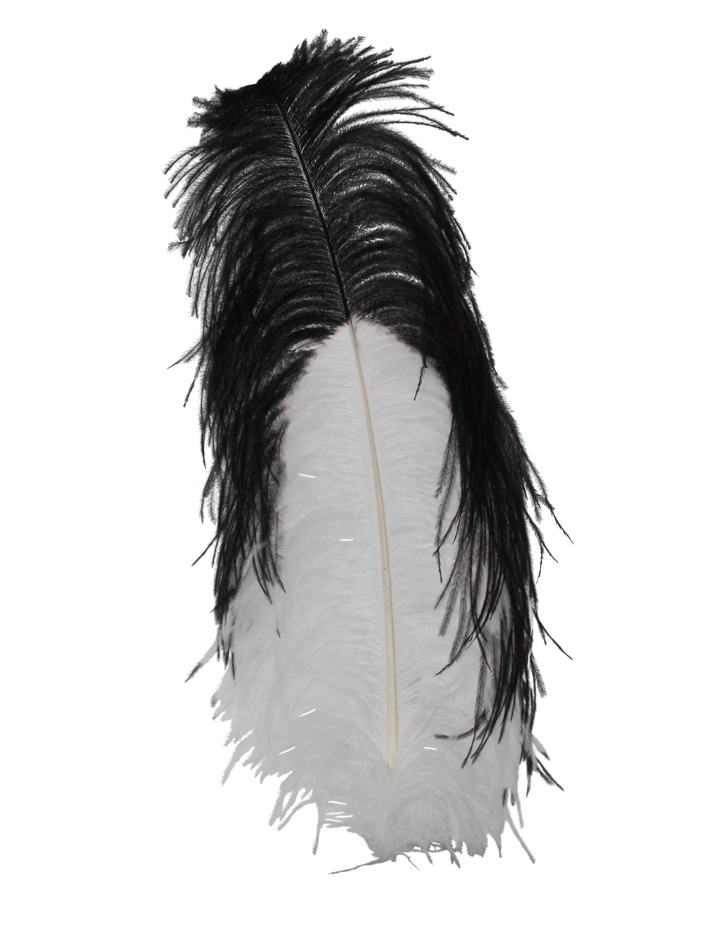 Ostrich Wings Plumes 2 Tone White with Black Tip