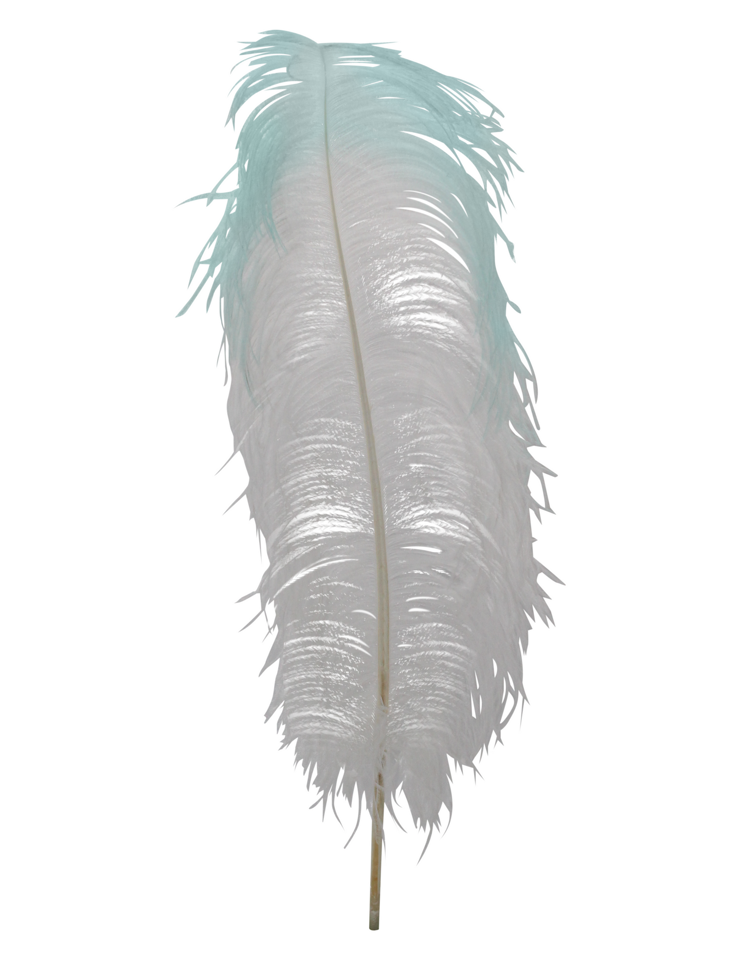 Ostrich Wings Plumes 2 Tone White with Mint Tip