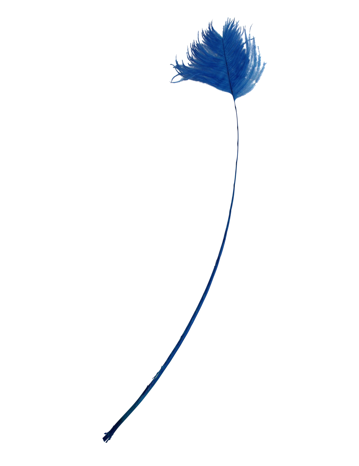 Ostrich Wings Plume Tip H17 Royal Blue