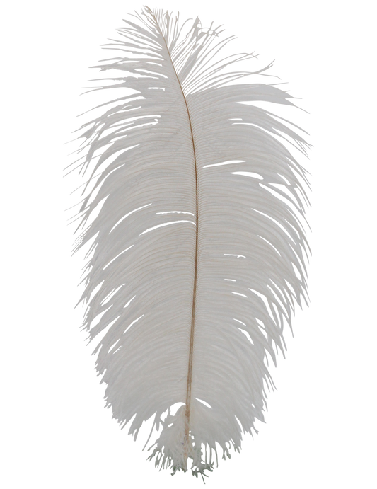 Ostrich Drabs 13-17" H33 Cream