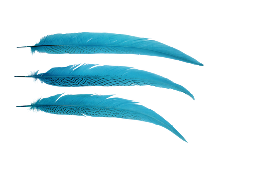 Pheasant Silvertail 28"+ H100 Turquoise