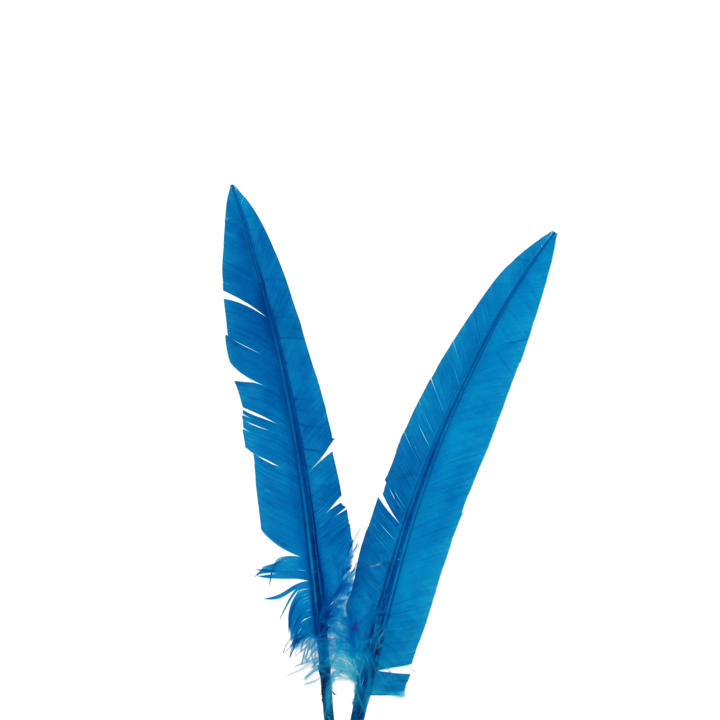 Turkey Quills Arrow Cut H100 Turquoise