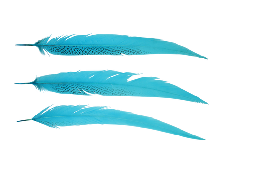 Pheasant Silvertail 28"+ H12 Aqua Blue