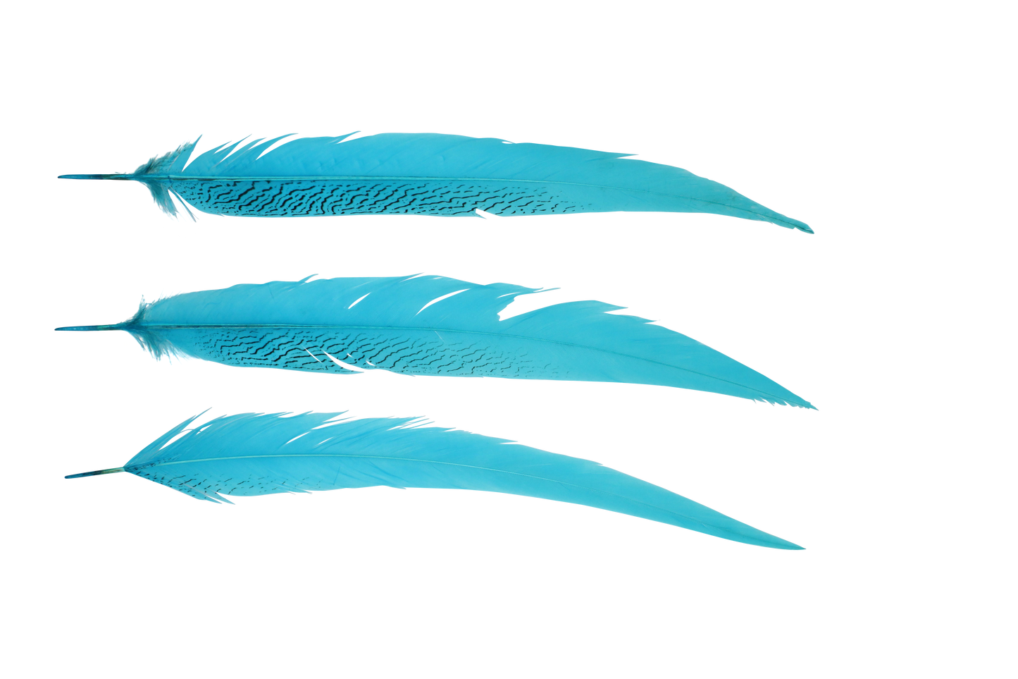 Pheasant Silvertail 18-24" H12 Aqua Blue