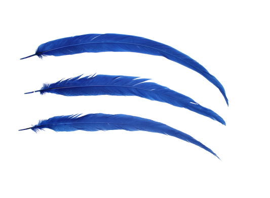 Pheasant Silvertail 18-24" H17 Royal Blue