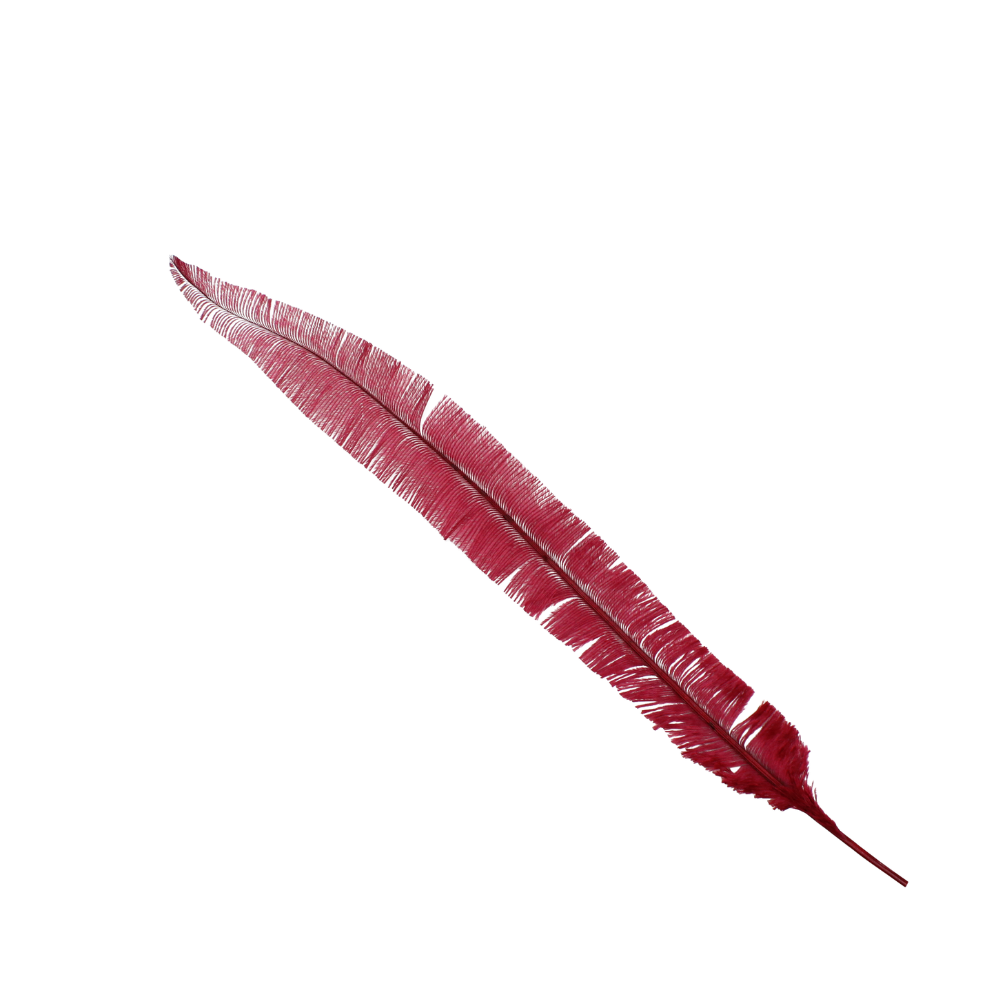 Ostrich Nando Thick Stems 18"+ H57 Cranberry