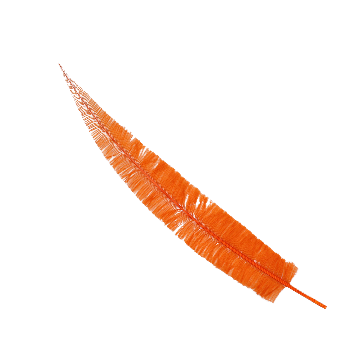 Ostrich Nando Thick Stems 18"+ H62 Orange