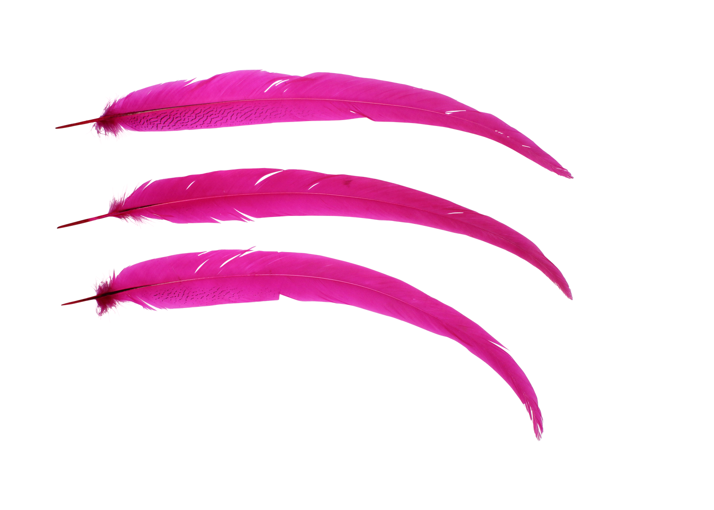 Pheasant Silvertail 18-24" H70 Fuschia