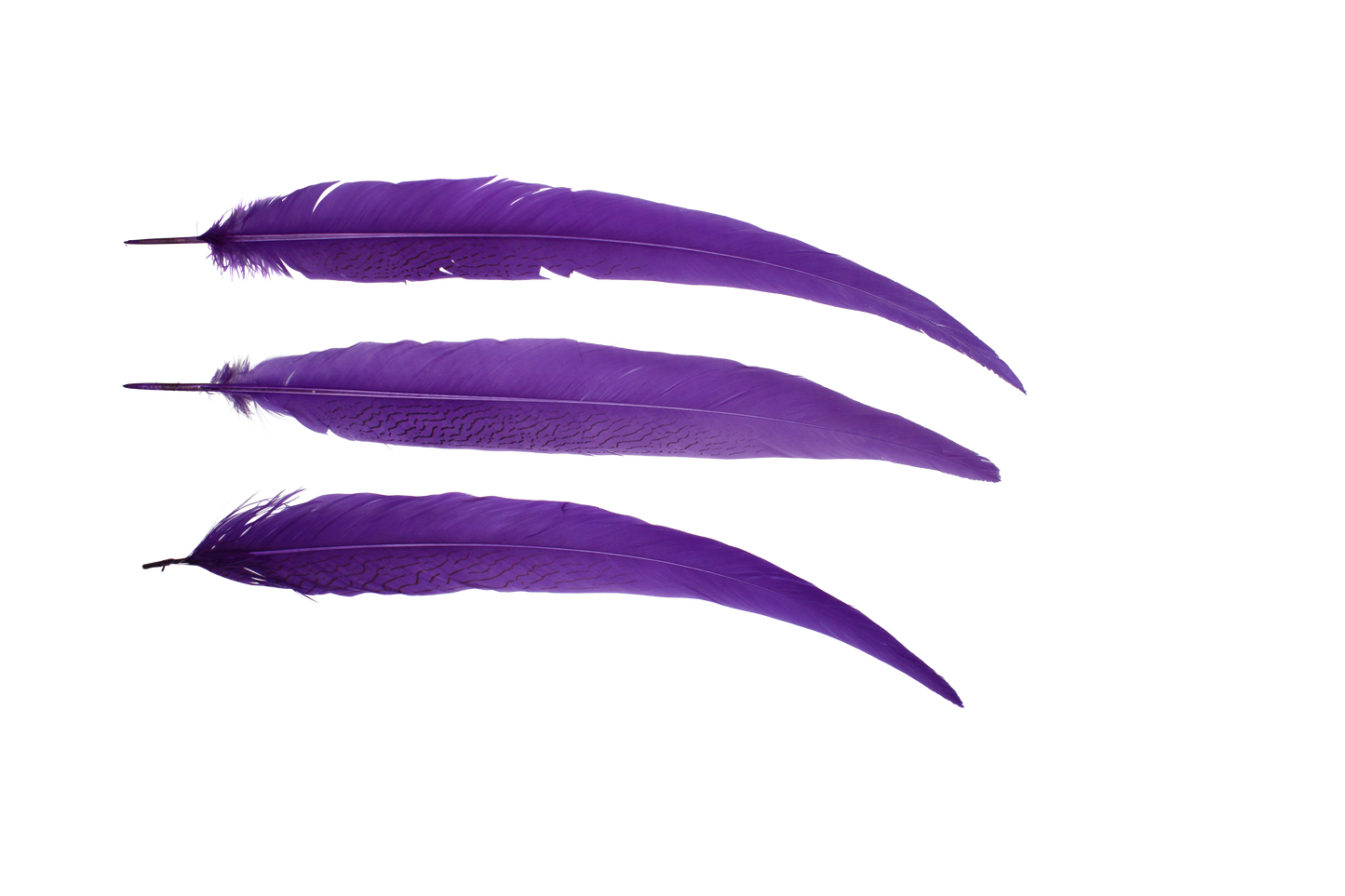 Pheasant Silvertail 22"+ H75 Purple