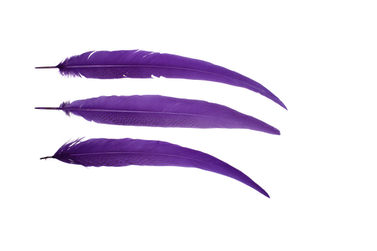 Pheasant Silvertail 28"+ H75 Purple