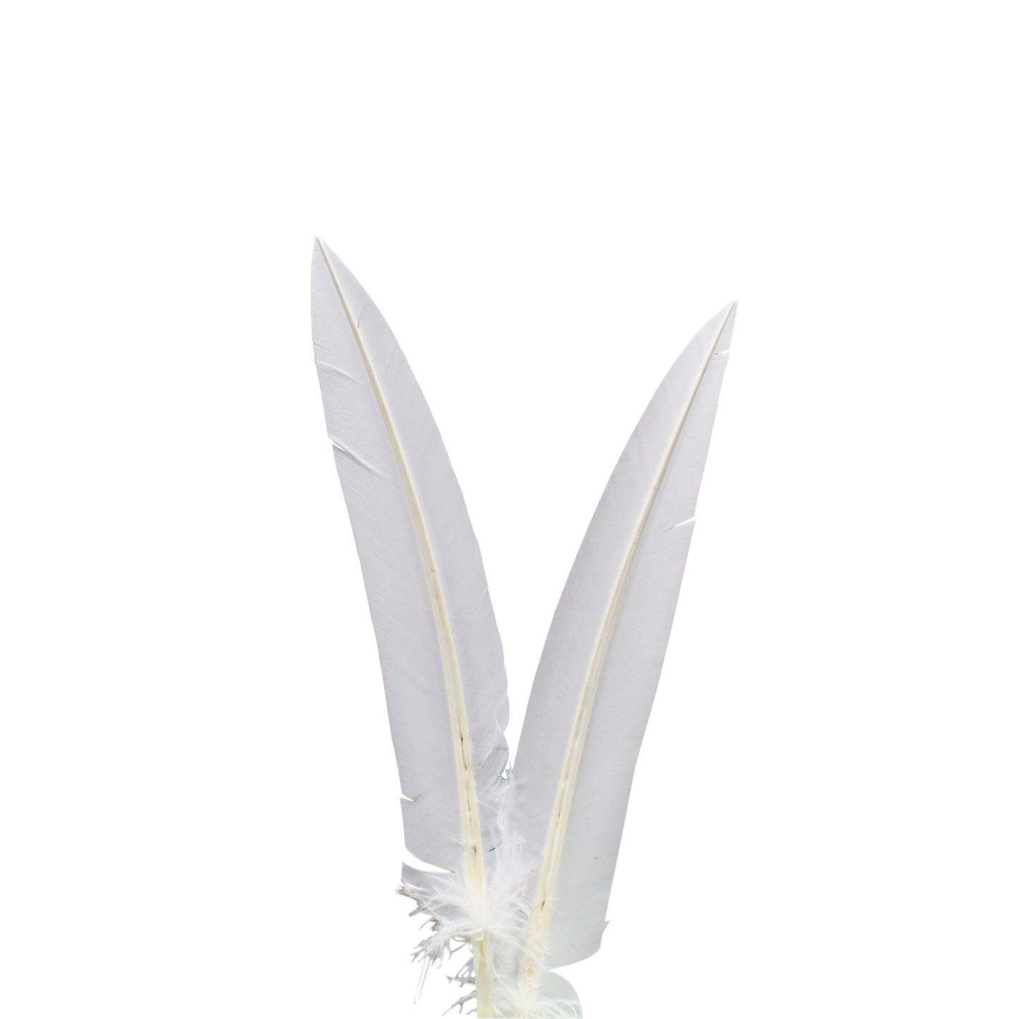 Turkey Quills Arrow Cut H81 White