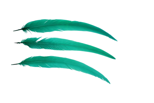 Pheasant Silvertail 18-24" H87 Aquamarine