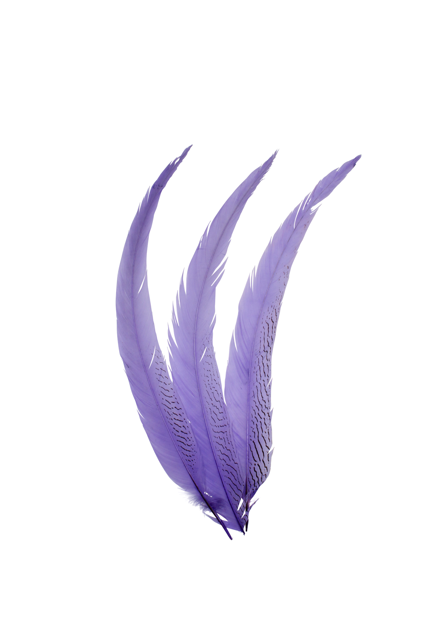 Pheasant Silvertail 22"+ H89 Lavender