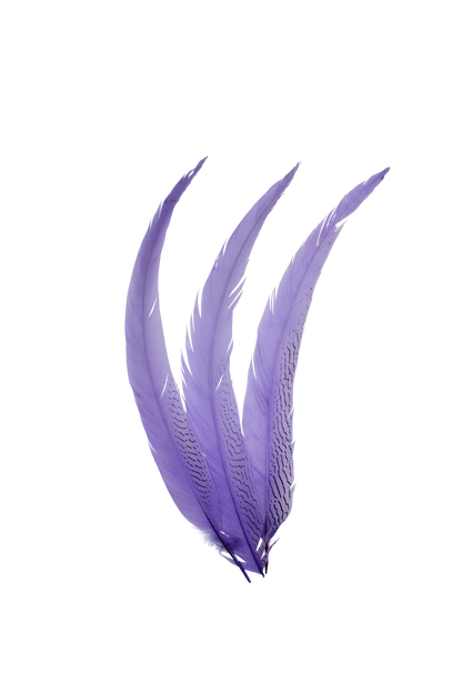 Pheasant Silvertail 22"+ H89 Lavender