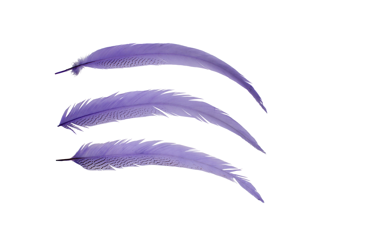 Pheasant Silvertail 18-24" H89 Lavender