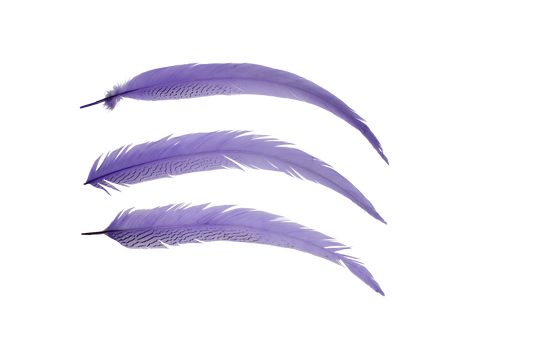 Pheasant Silvertail 18-24" H89 Lavender