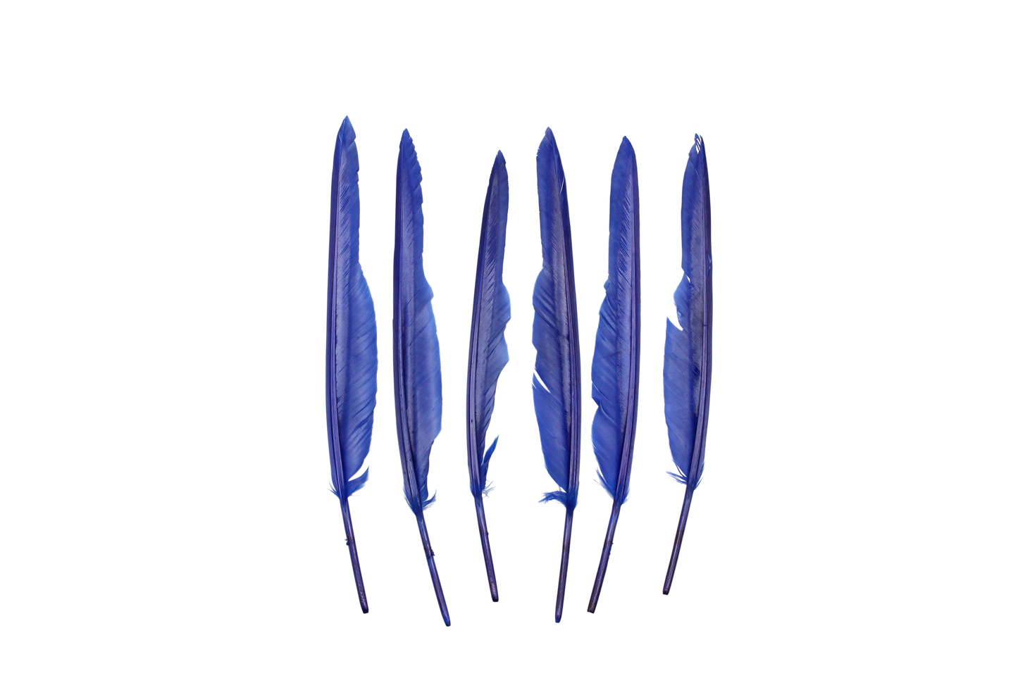 MD 10" & Up Quill Pointers Royal 6pk