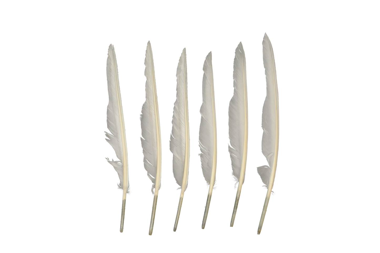 MD 10" & Up Quill Pointers White 6pk