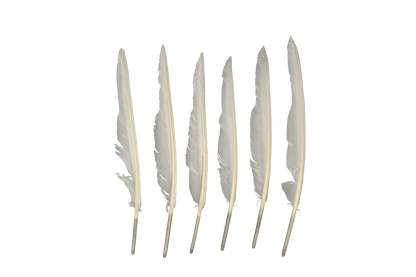 MD 10" & Up Quill Pointers White 6pk