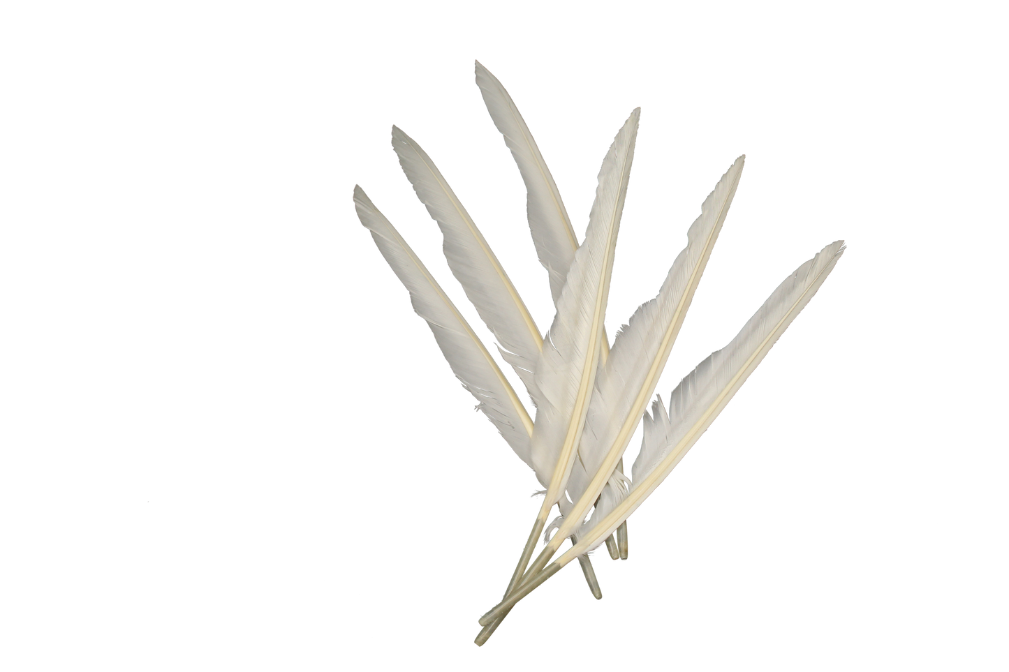 MD 10" & Up Quill Pointers White 6pk