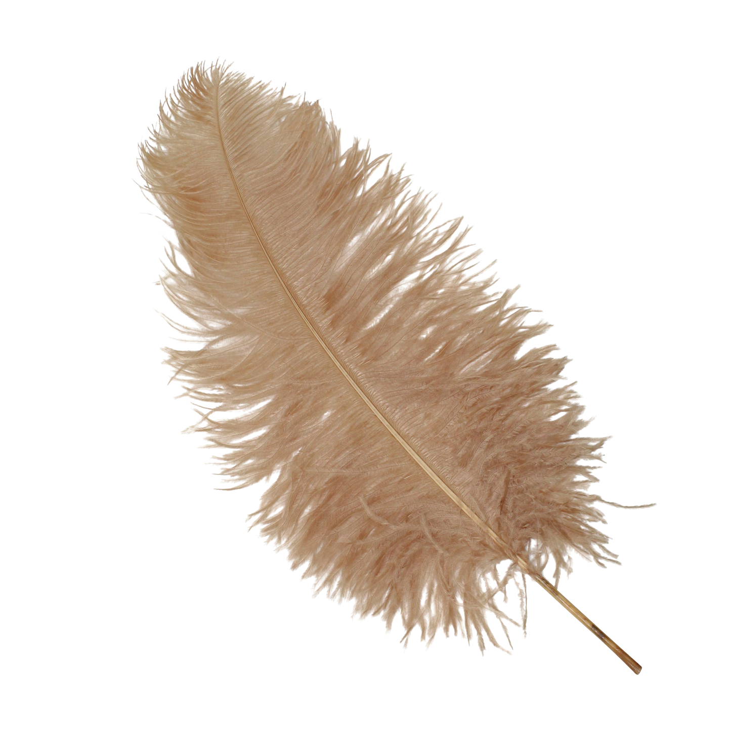 Ostrich Wing Plumes 2nd Quality20"+ H40 Taupe