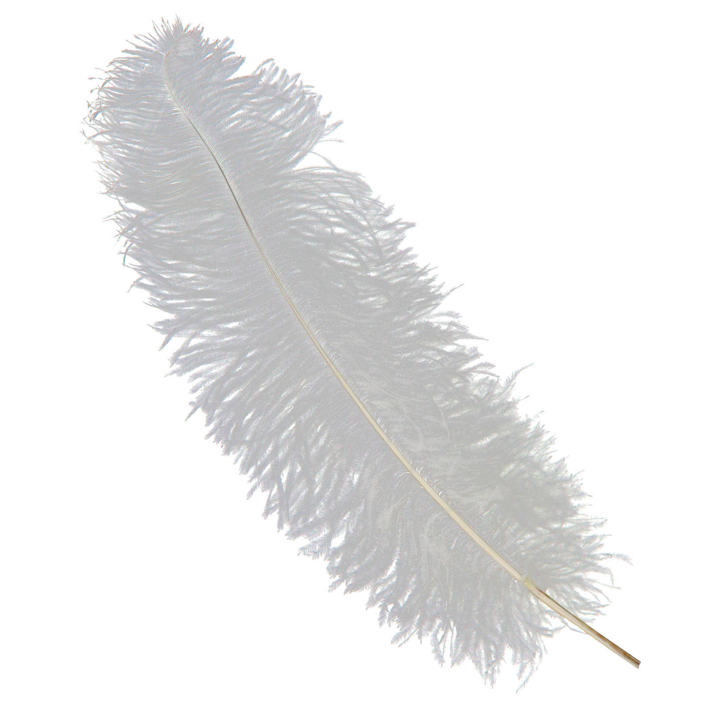 Ostrich Wing Plumes 2nd Quality20"+ H81 White