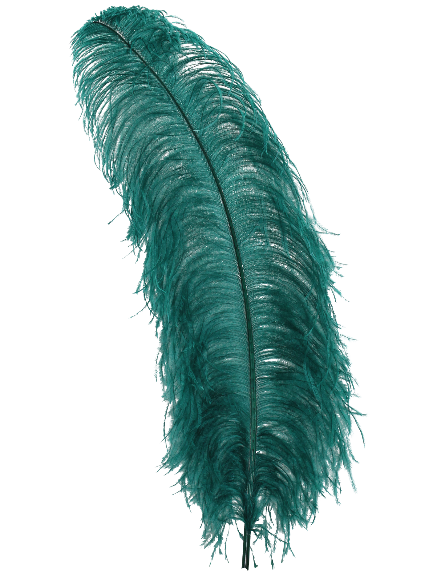 Ostrich Wing Plumes 1st Quality 20"+ H3 Teal