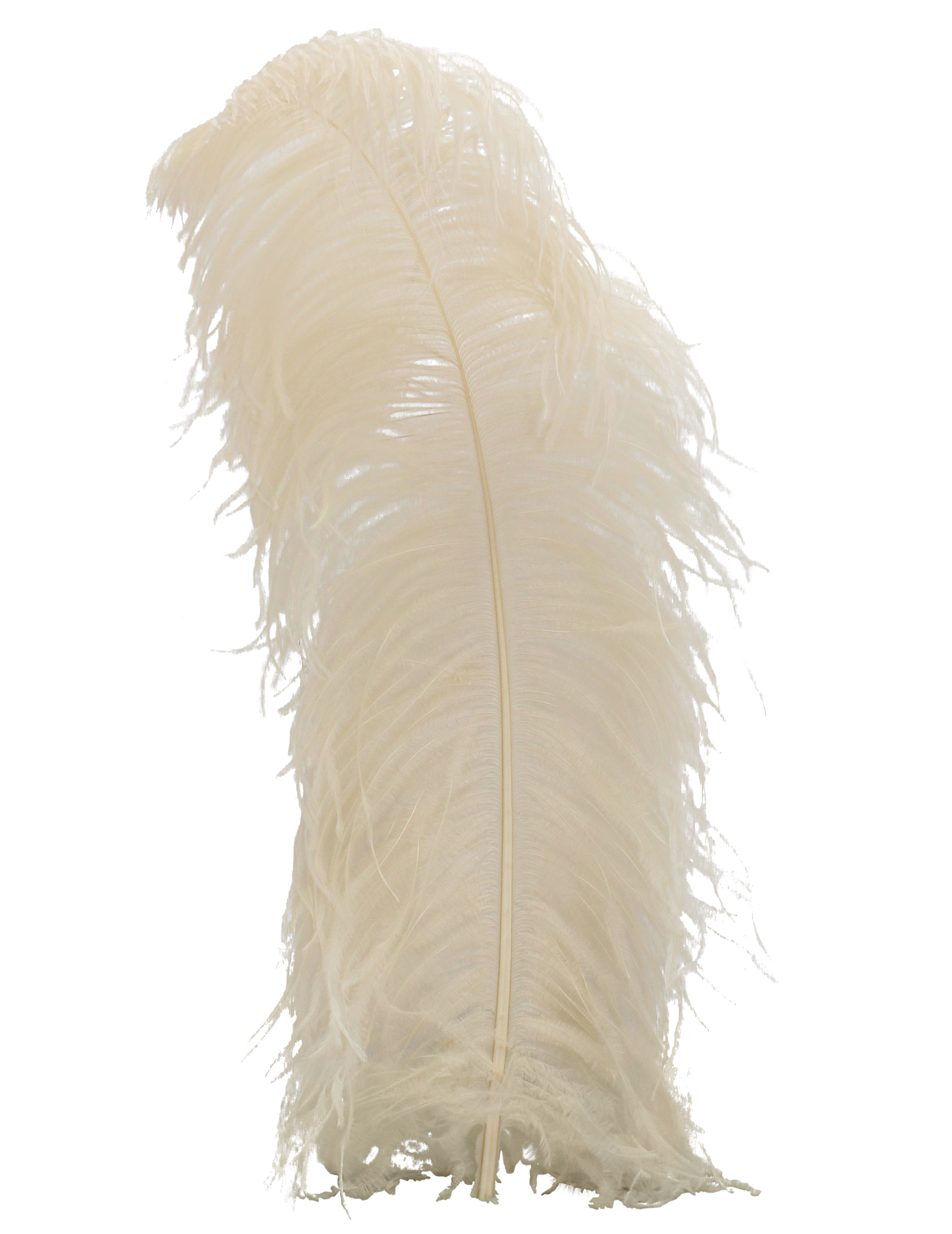 Ostrich Wing Plumes 1st Quality 20"+ H39 Beige