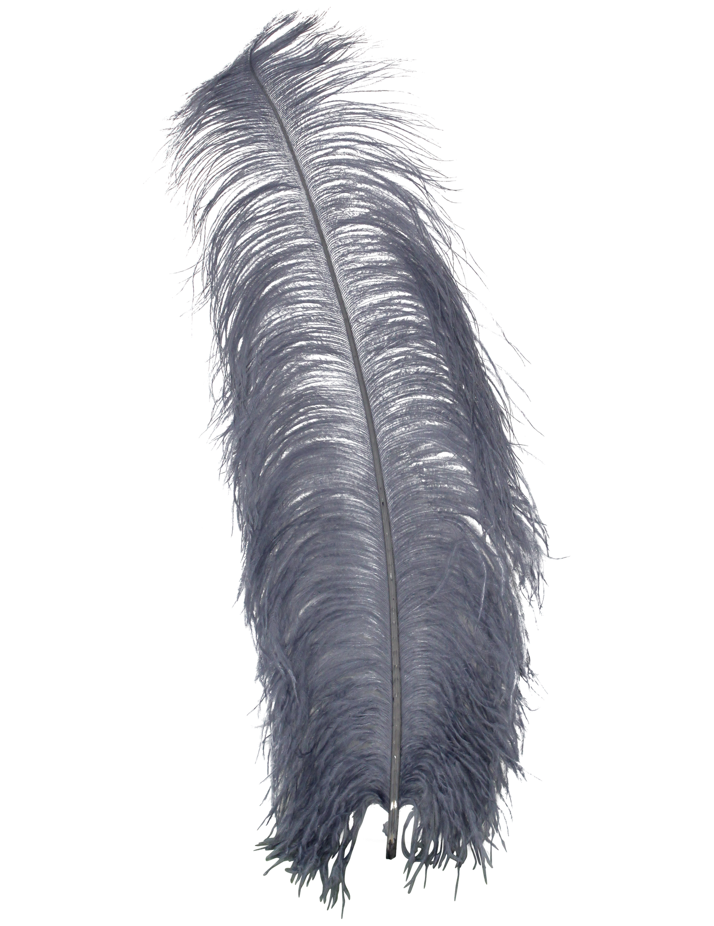 Ostrich Wing Plumes 1st Quality 20"+ H46 Grey