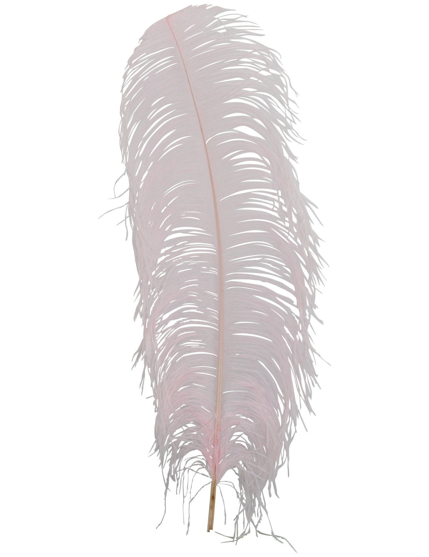 Ostrich Wing Plumes 1st Quality 20"+ H63 Light Pink