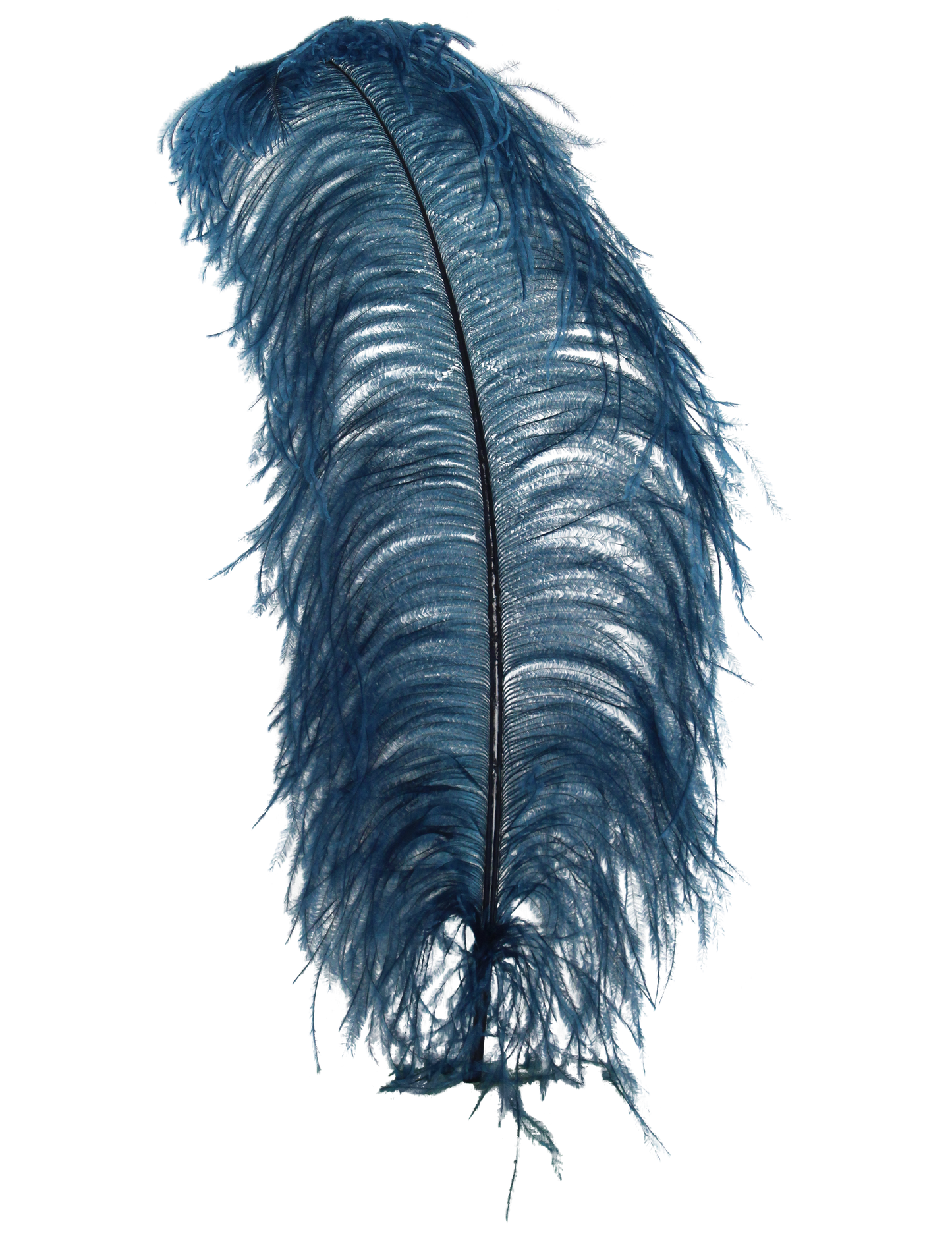 Ostrich Wing Plumes 1st Quality 20"+ H19 Midnight Blue