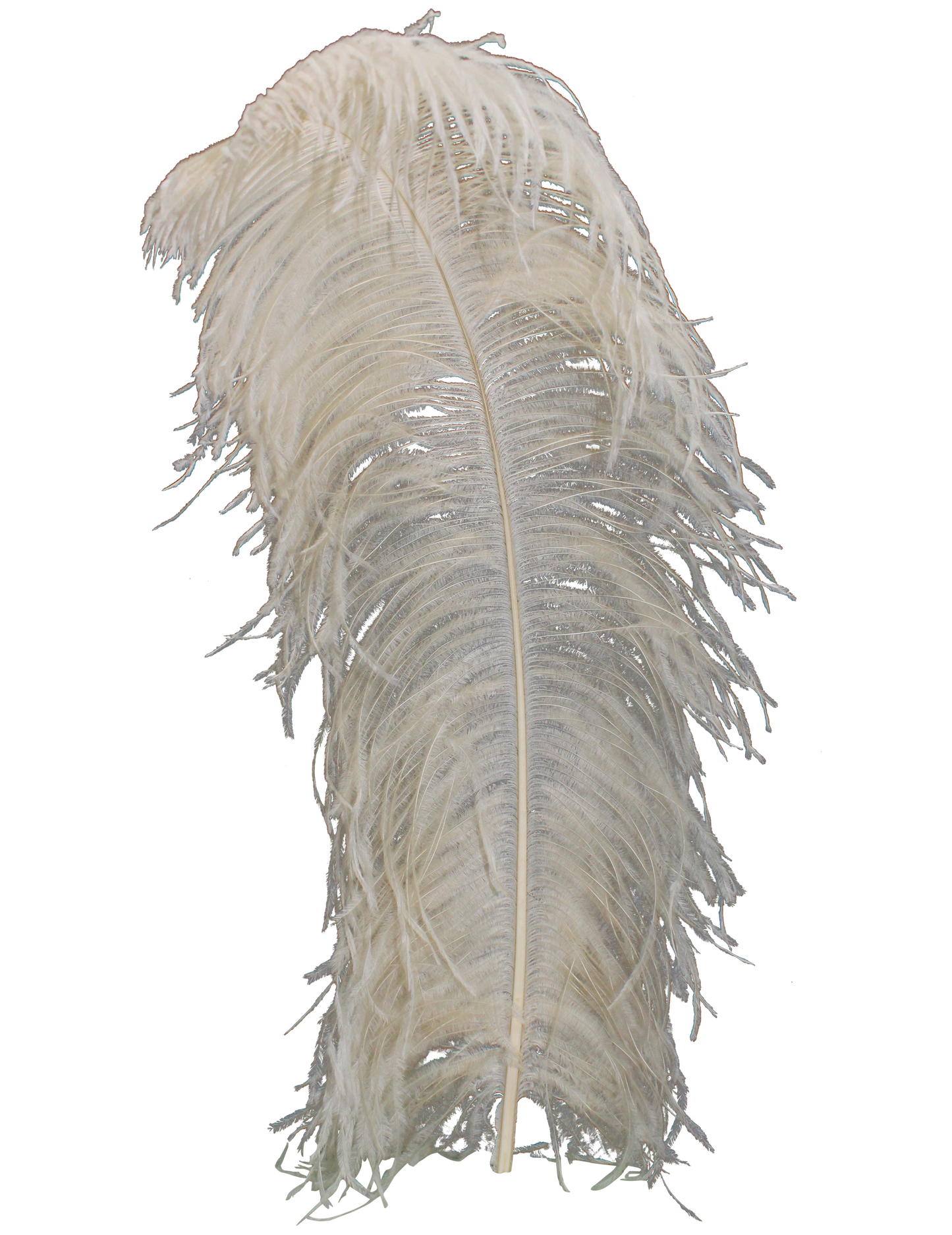 Ostrich Wing Plumes 1st Quality 20"+ H33 Cream