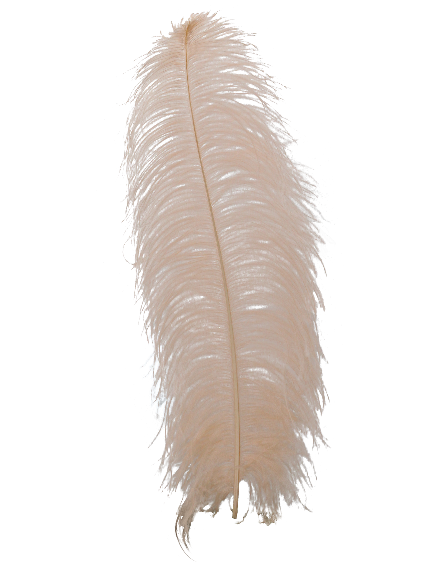 Ostrich Wing Plumes 1st Quality 20"+ H58 Apricot