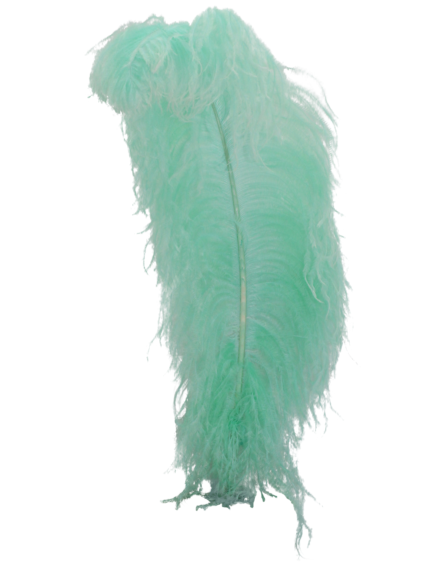 Ostrich Wing Plumes 1st Quality 20"+ H6 Mint