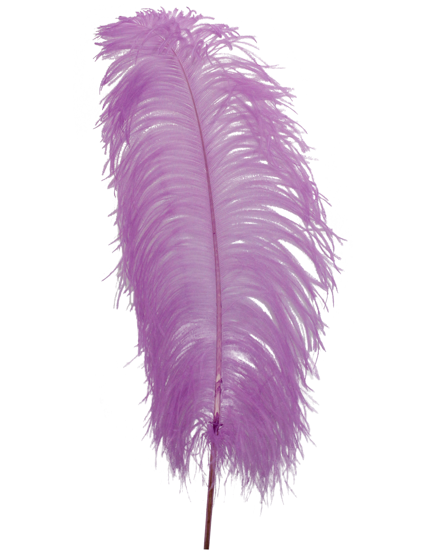 Ostrich Wing Plumes 1st Quality 20"+ H74 Lilac