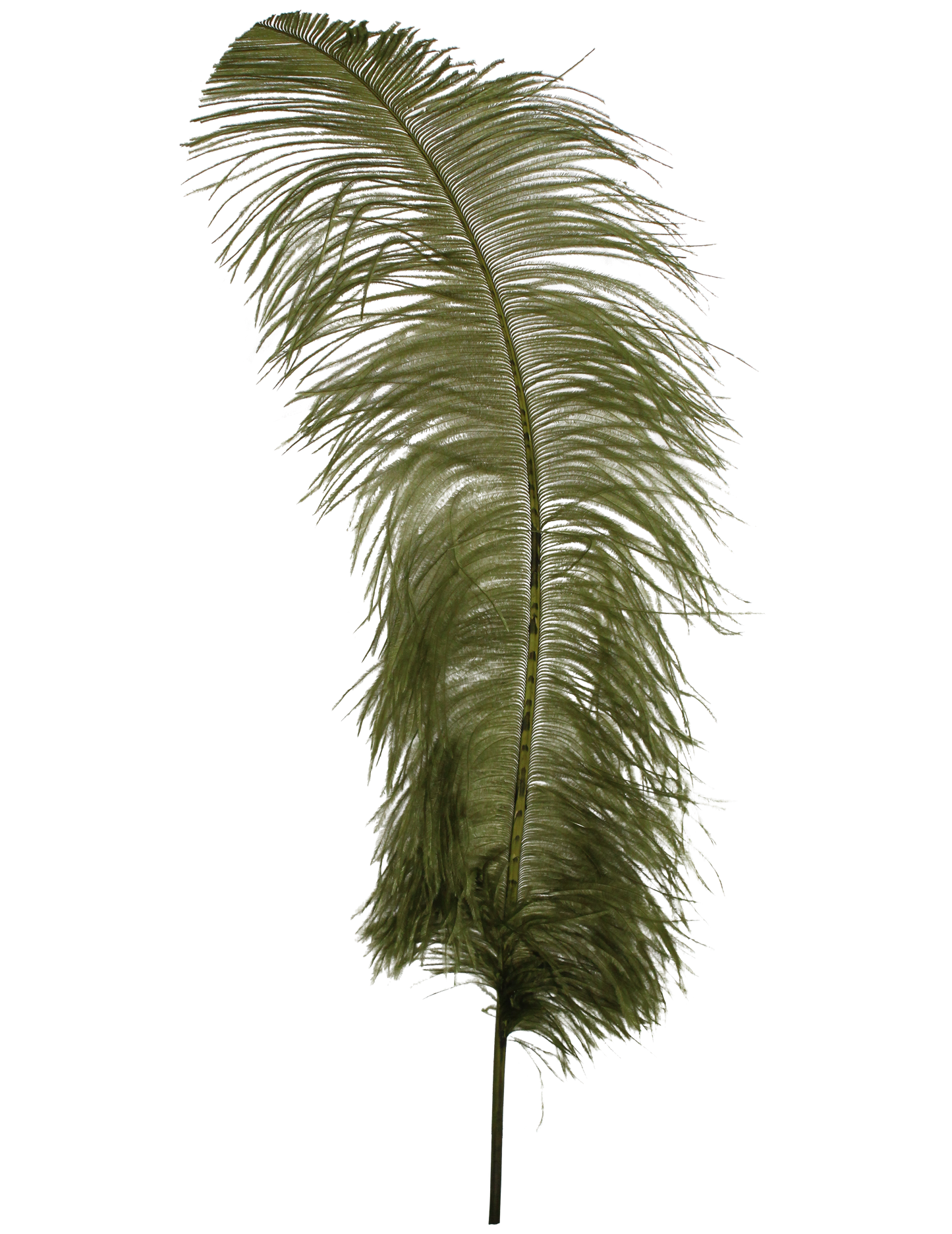 Ostrich Wing Plumes 2nd Quality20"+ H25 Army Green