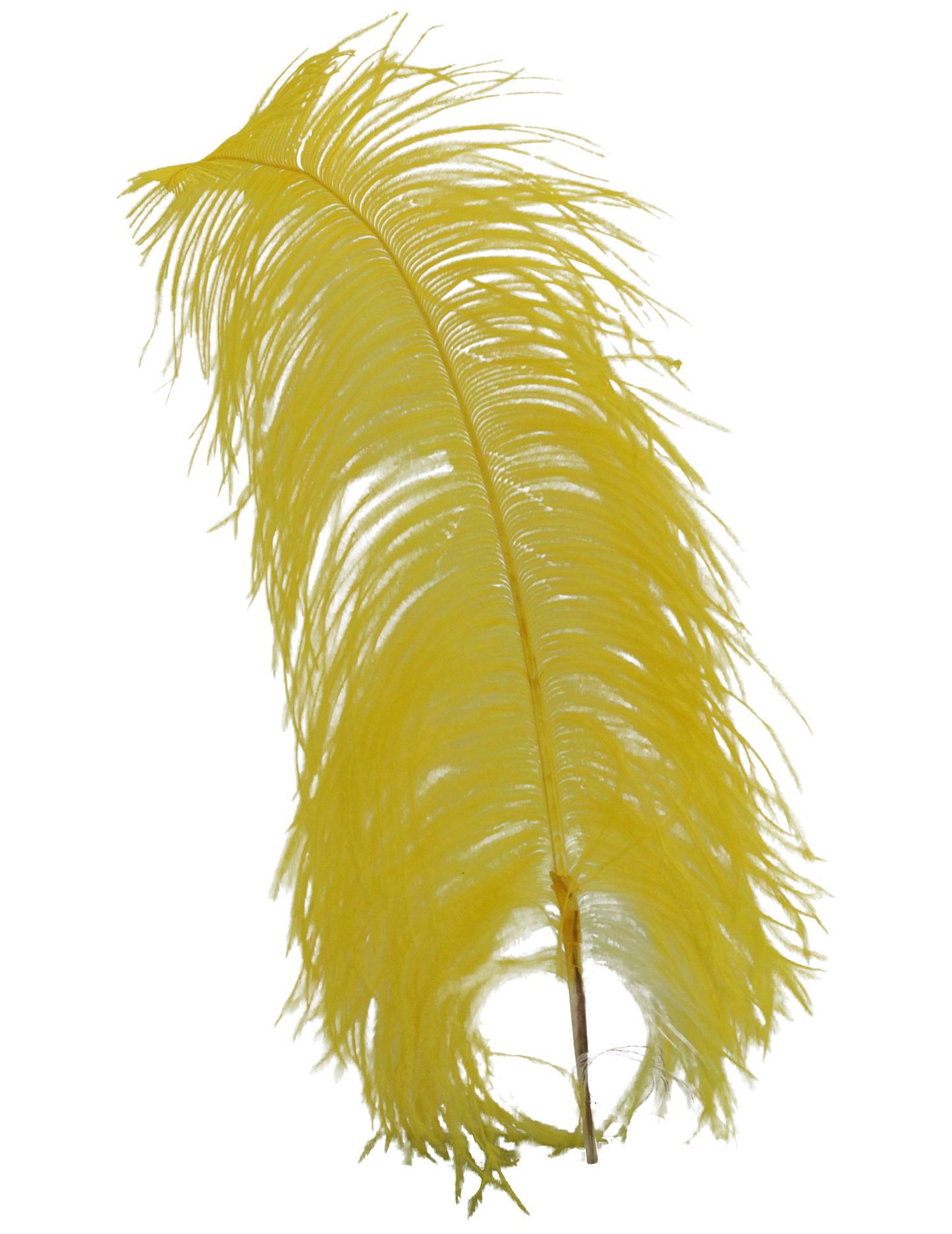 Ostrich Wing Plumes 2nd Quality20"+ H36 Yellow