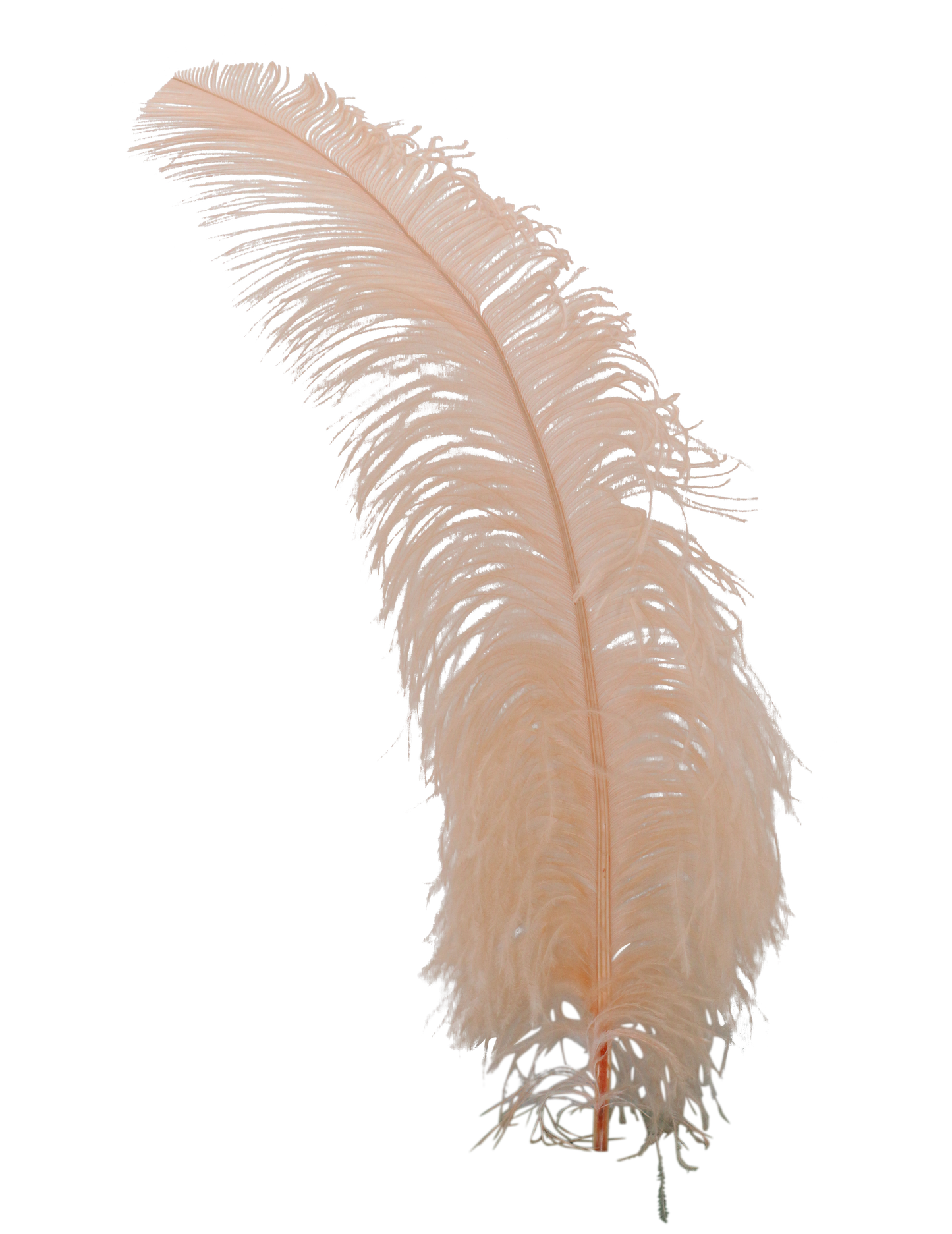 Ostrich Wing Plumes 2nd Quality20"+ H58 Apricot