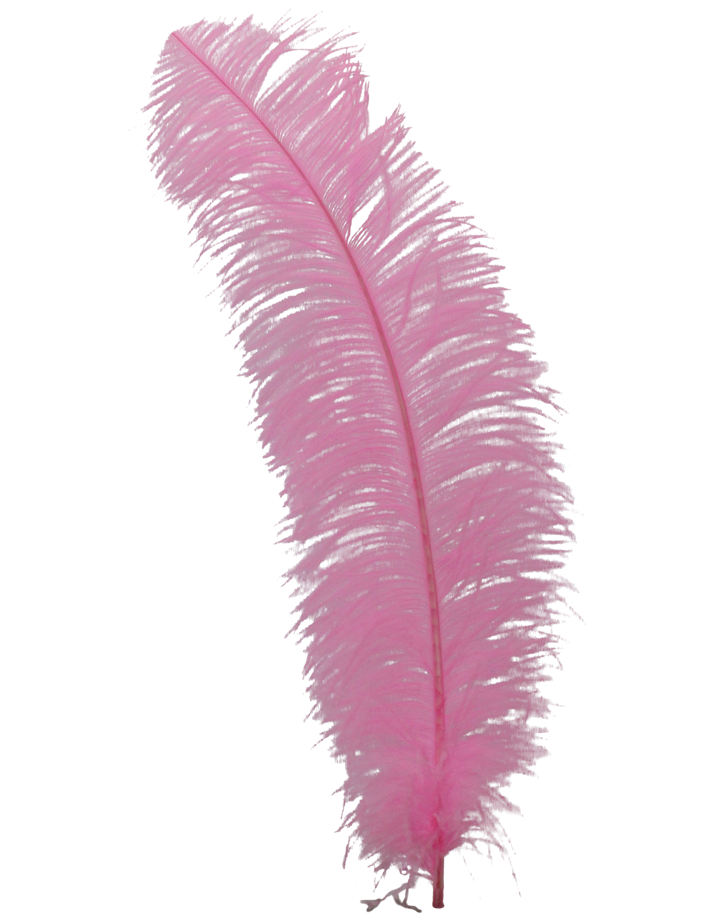 Ostrich Wing Plumes 2nd Quality20"+ H65 Candy Pink