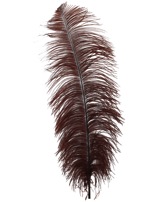 Ostrich Wing Plumes 2nd Quality20"+ H83 Brown