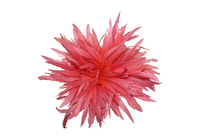 5-7” Schlappen Yards Bleach Dyed H111 Coral