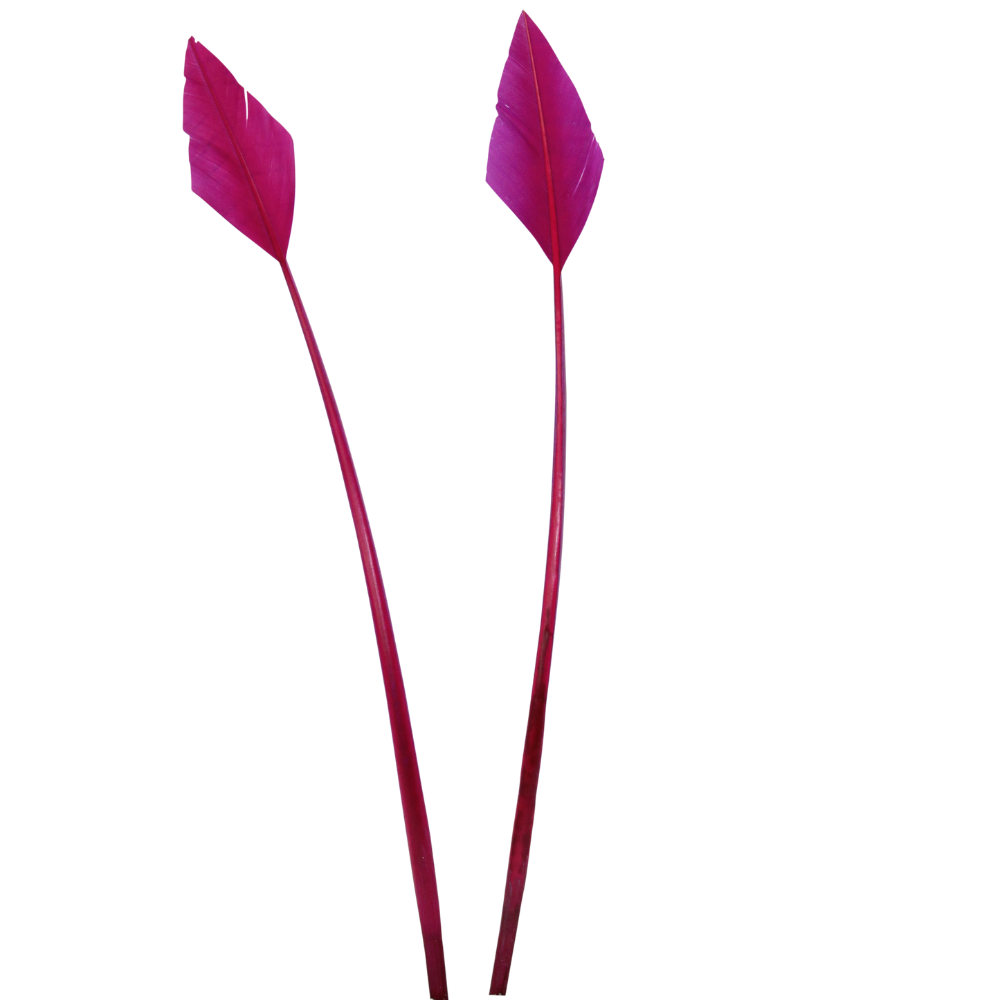 Turkey Quills Shaved Arrow Cut H70 Fuschia Piece