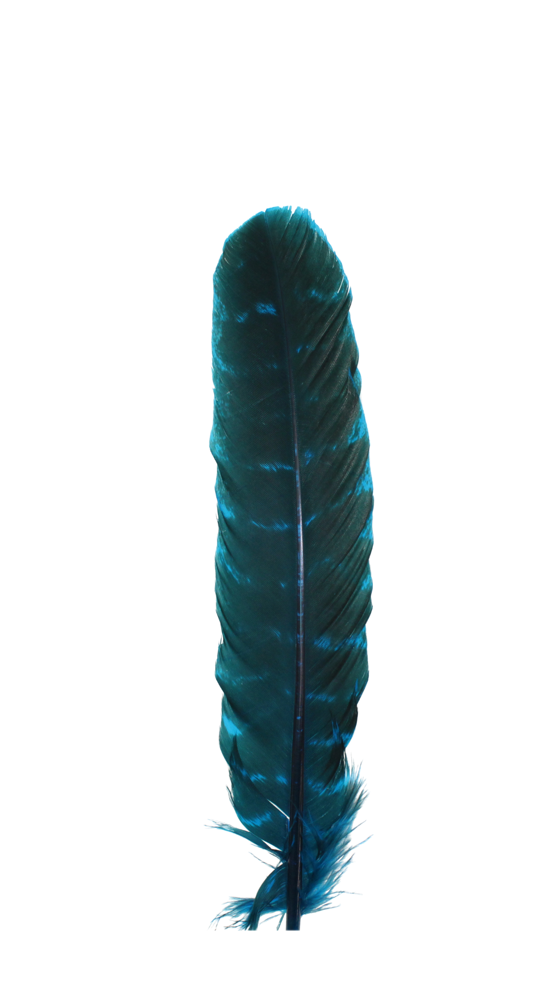 Barred Quills H100 Turquoise 1 pc