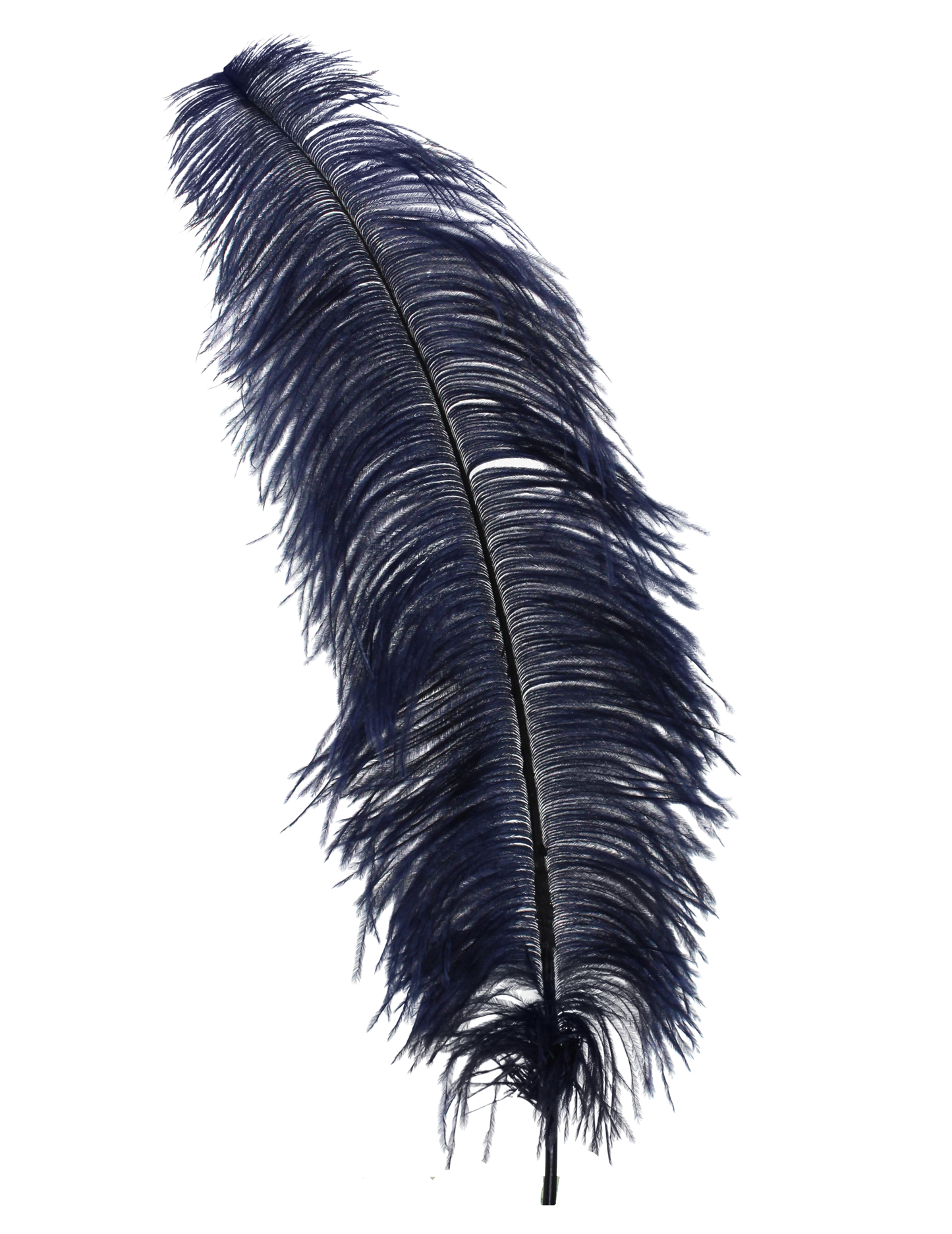 Ostrich Wing Plumes 1st Quality 20"+ H24 Navy