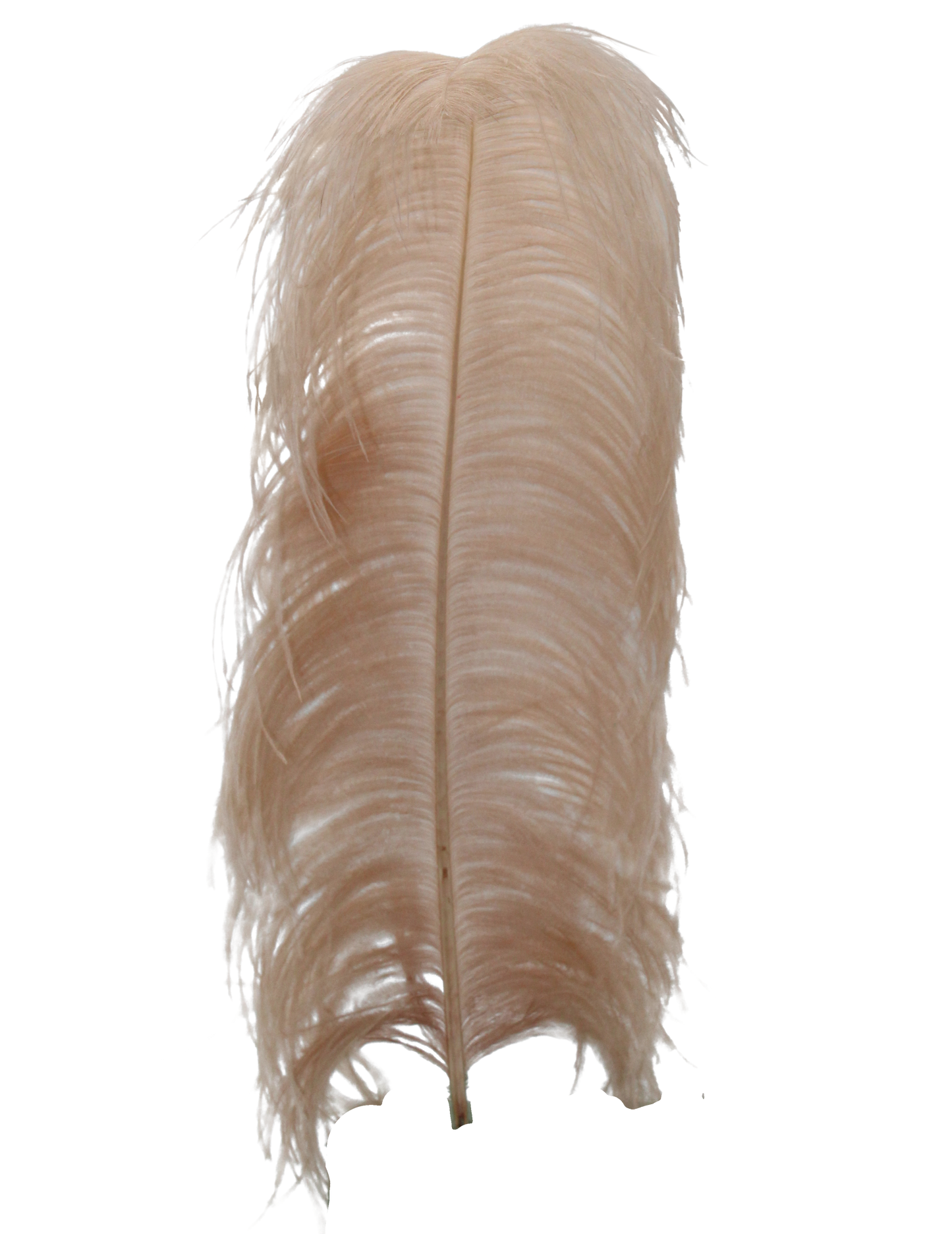 Ostrich Wing Plumes 1st Quality 20"+ H41 Champagne