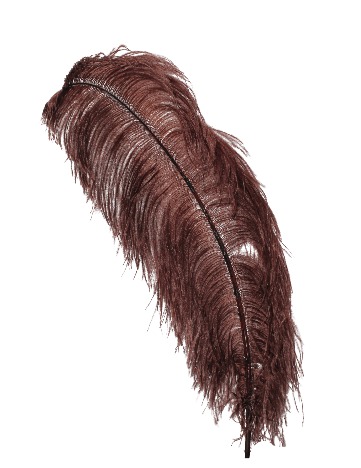 Ostrich Wing Plumes 1st Quality 20"+ H83 Brown