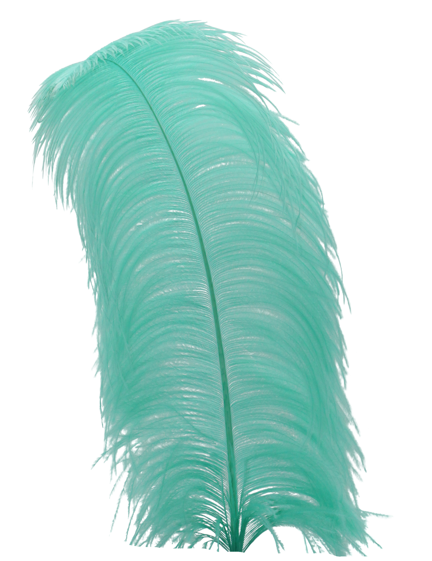 Ostrich Wing Plumes 1st Quality 20"+ H115