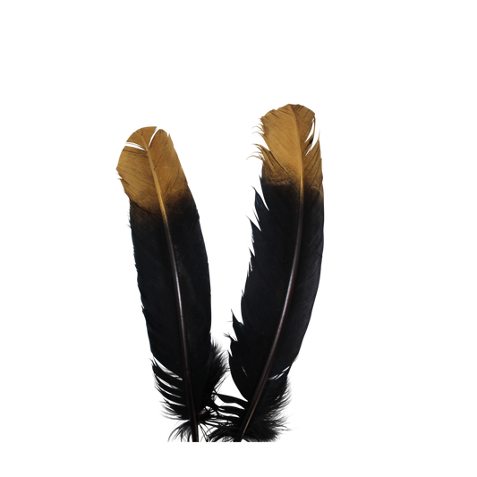 Turkey Quills Regular Cut Black with Gold Tips