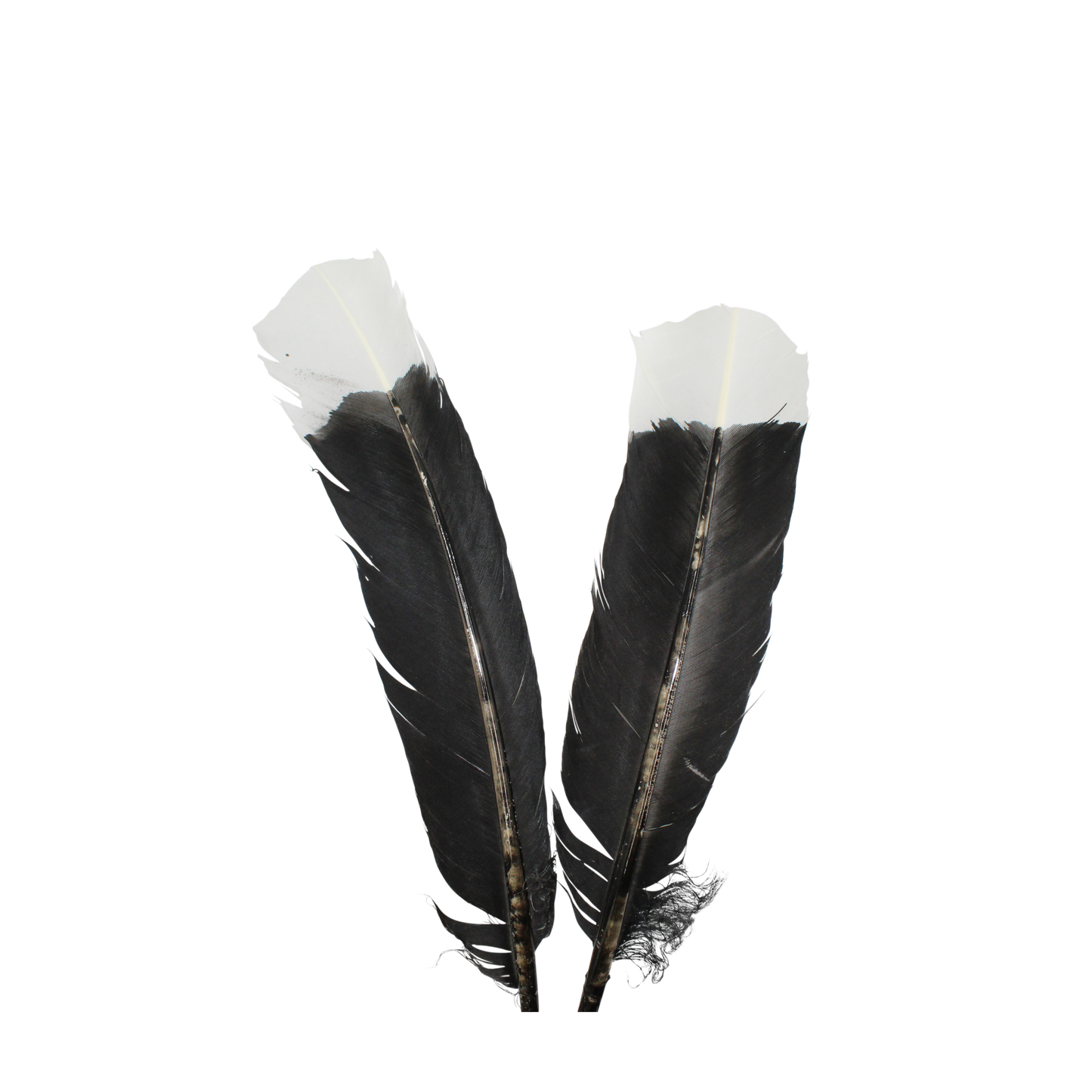 Turkey Quills Regular Cut Black with White Tips